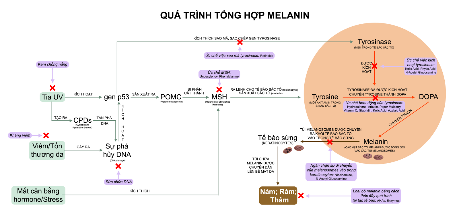 Quá trình tổng hợp Melanin